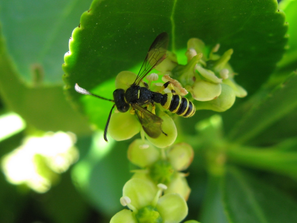 Cerceris sp. (Crabronidae)